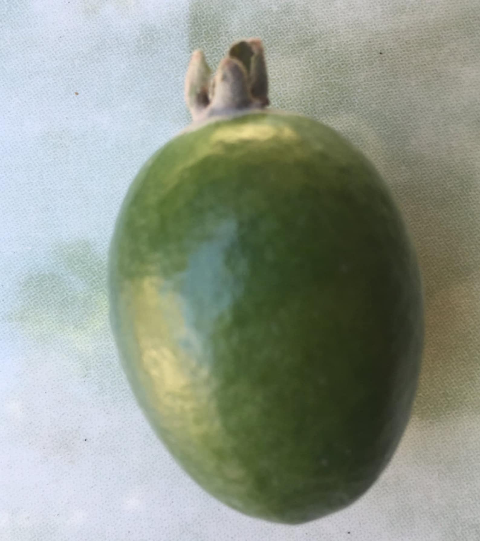 4 Fresh Pineapple Guava Tree Cuttings for Planting Or Graft Etsy