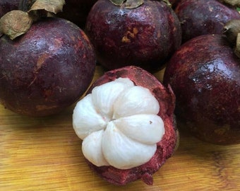 Brand New Set of 3 Seeds Mangosteen Sour Sweet Queen Fruit Vietnam Hột Măng Cụt