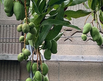 NAM Doc Mai Grafted Mango Tree plant - Thai , (Mangifera indica 