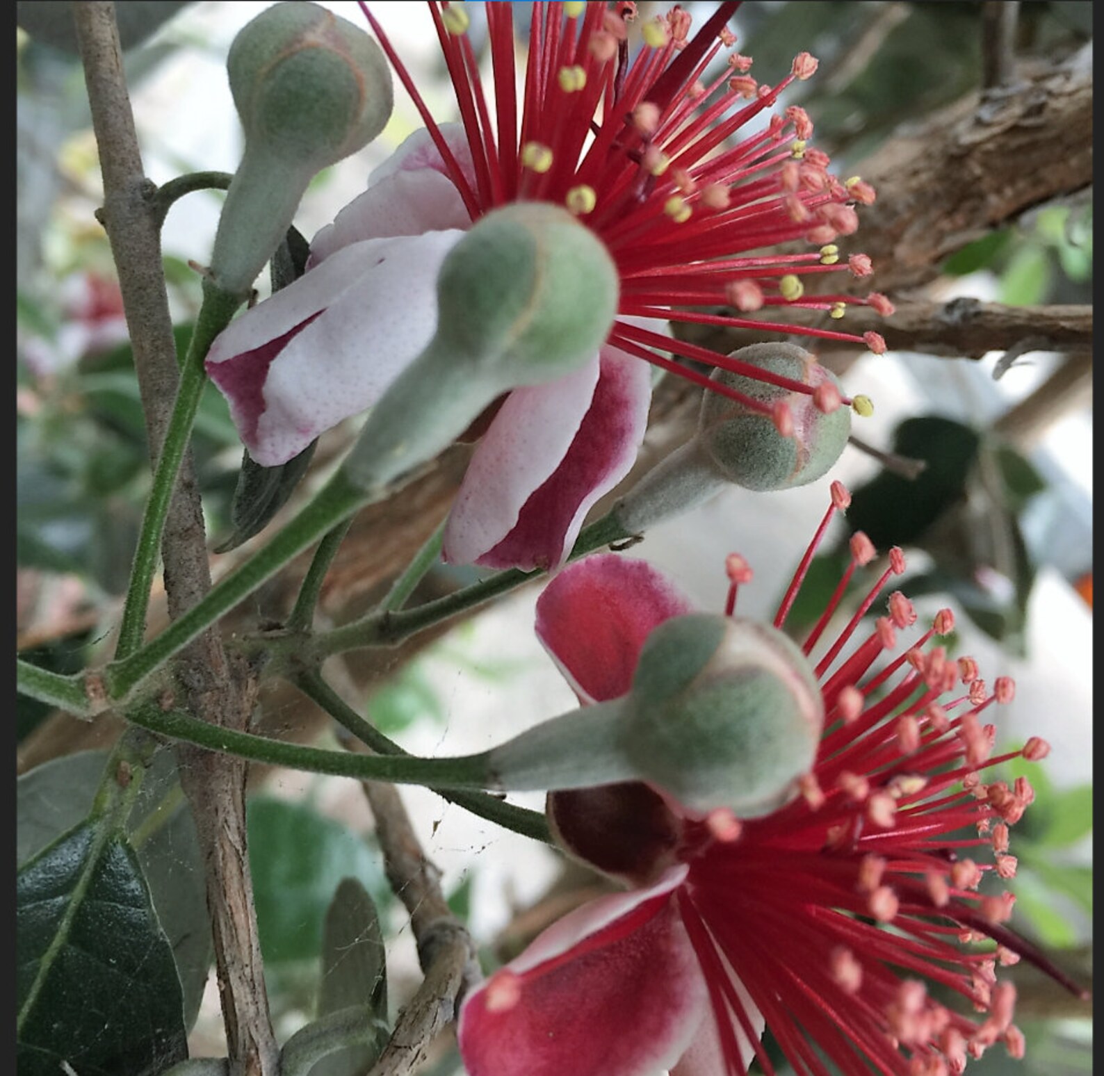 4 Fresh Pineapple Guava Tree Cuttings for Planting or Grafting Etsy