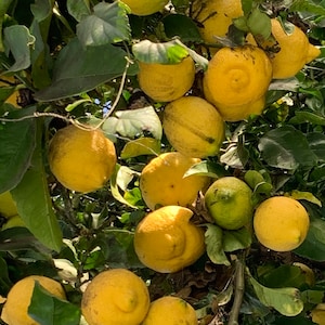 May include: A lemon tree laden with ripe yellow lemons. The lemons are various sizes and shapes, some with a slight green tinge. The tree is full of lush green leaves.