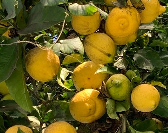 1 Baby starter Plant Tree Yellow Meyer lemon