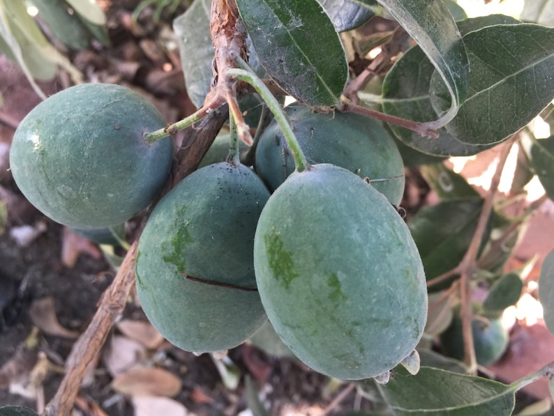 4 Fresh Pineapple Guava Tree Cuttings for Planting or Grafting Etsy