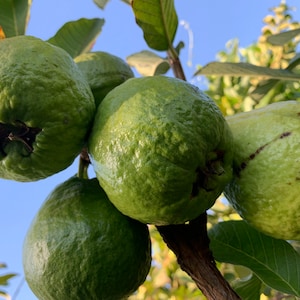 7 pollici 4 talee di albero di guava bianco croccante