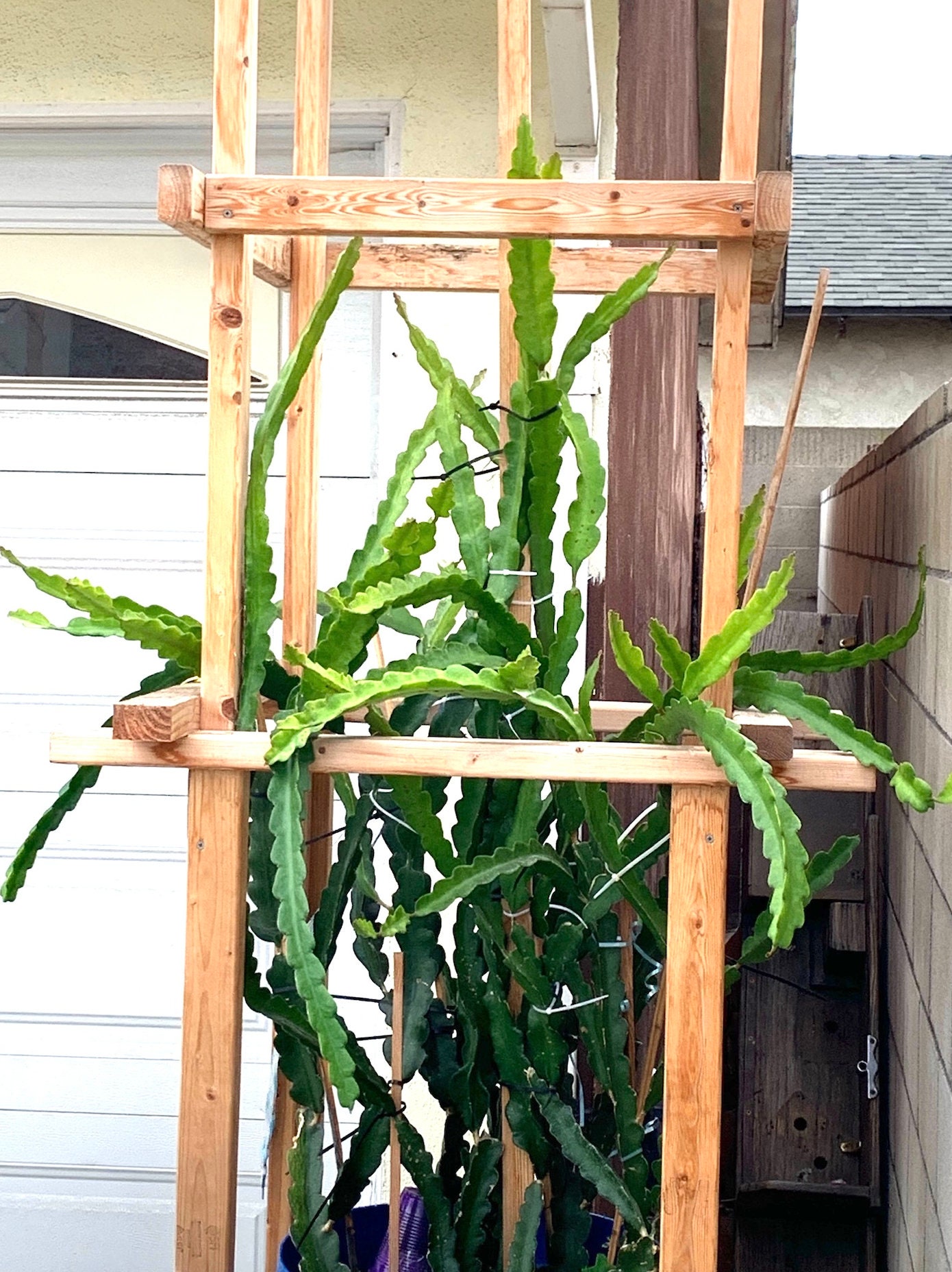 Trellis 9 Feet Frame With 10 Trees Red Dragon Fruit Will Have - Etsy