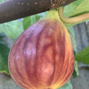 Pode incluir: Uma figo madura, de cor vermelho-púrpura, pendurada em um galho. O figo tem uma pele lisa, ligeiramente enrugada e uma tonalidade amarelo-laranja na parte inferior.