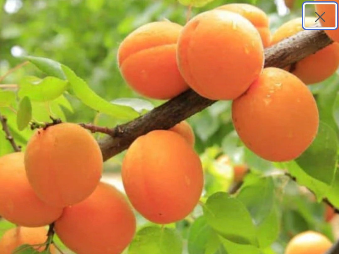 6 to 7 Honey Blenheim Apricot Tree Scion Wood 3 Cutting Root Your Own