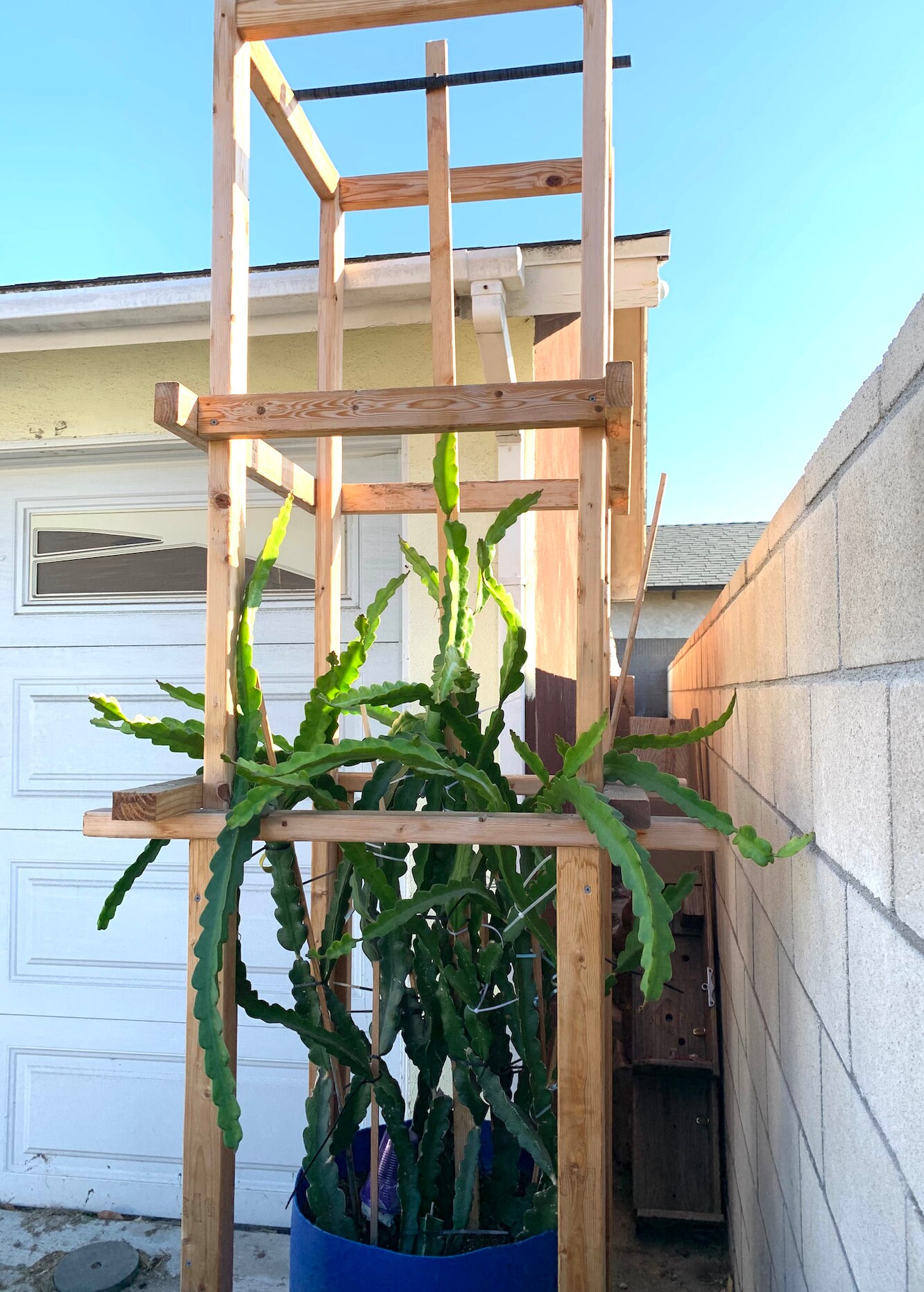 Trellis 9 Feet Frame With 10 Trees Red Dragon Fruit Will Have - Etsy