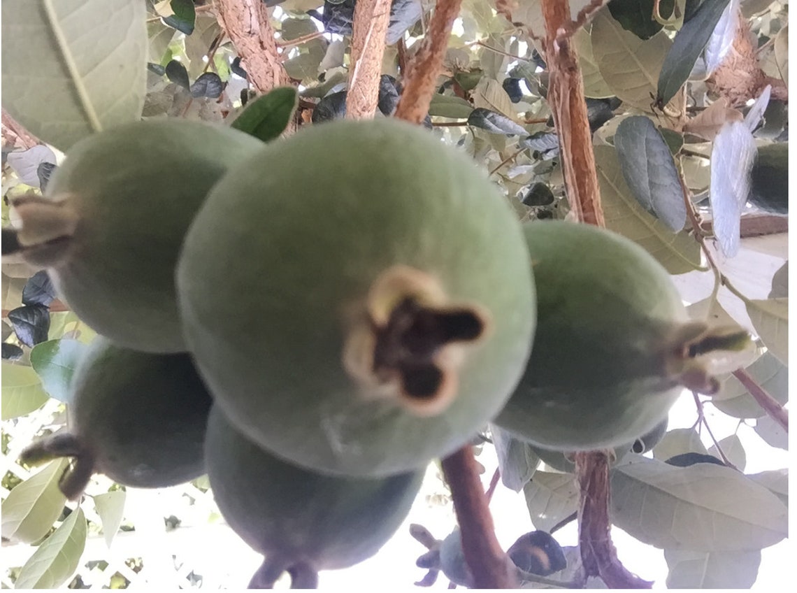 4 Fresh Pineapple Guava Tree Cuttings for Planting or Grafting Etsy