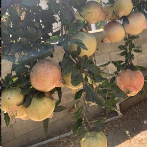 May include: A branch of a pomegranate tree with several ripe pomegranates hanging from it. The pomegranates are various shades of red and yellow.