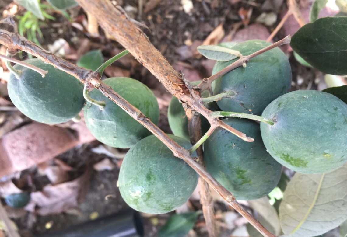 4 Fresh Pineapple Guava Tree Cuttings for Planting Or Graft Etsy