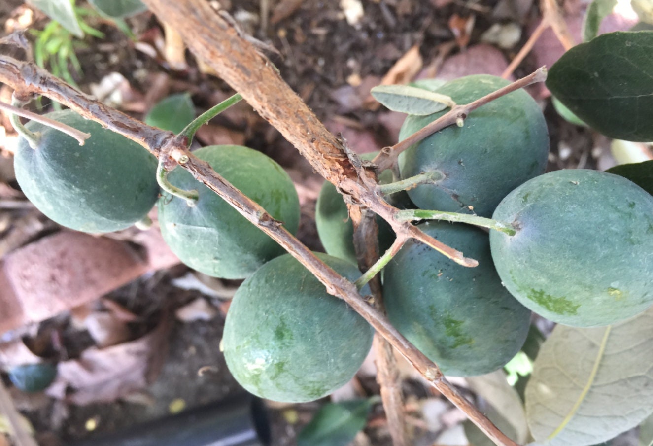 4 Fresh Pineapple Guava Tree Cuttings for Planting or Grafting Etsy