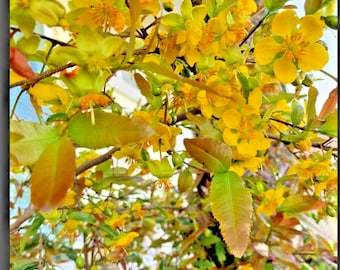 25 frische Samen Pflanzen gelb vier Jahreszeit Ochna Samen Bonsai / hạt mai vàng