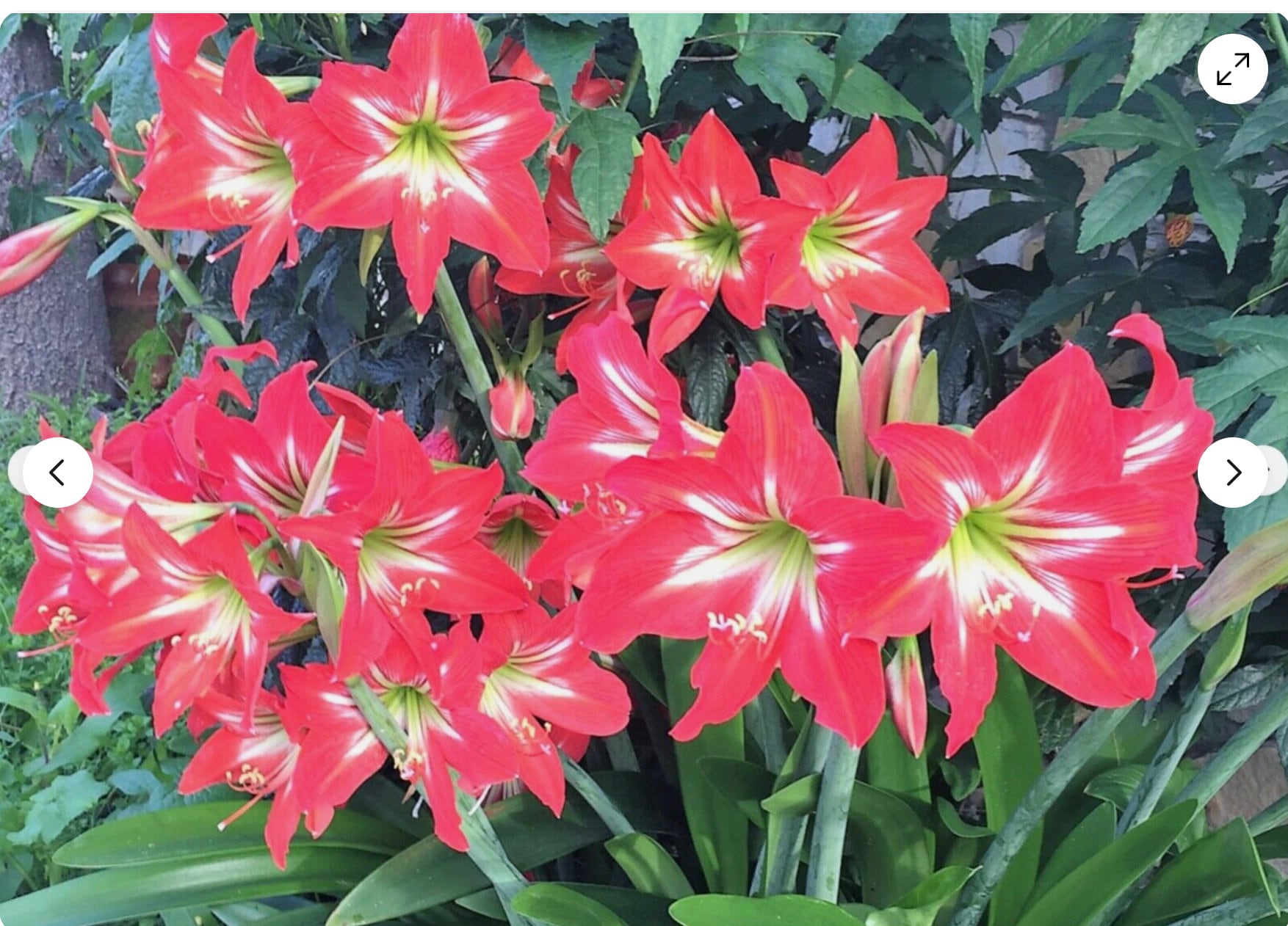 Wax amaryllis - Etsy 日本