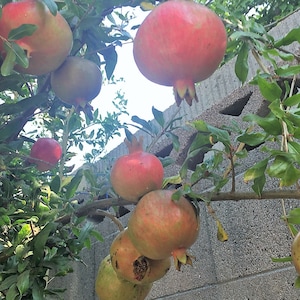 2.5 T 3 Feet Tree Bery Sweet pomegranate extract branches from this parent tree / cây lựu chiếc cành