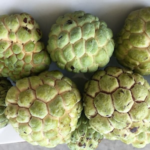 8 To 12&quot; inches Starter Plant Sugar apple Tree (plant it in Partial Shade)/ Cay mãng cầu dai