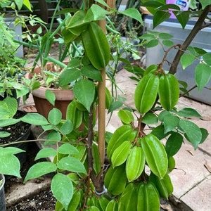 Easy Grow 6" Scion Wood 3 Cutting Sweat Star Tree (No Root) / cânh khế ngọt