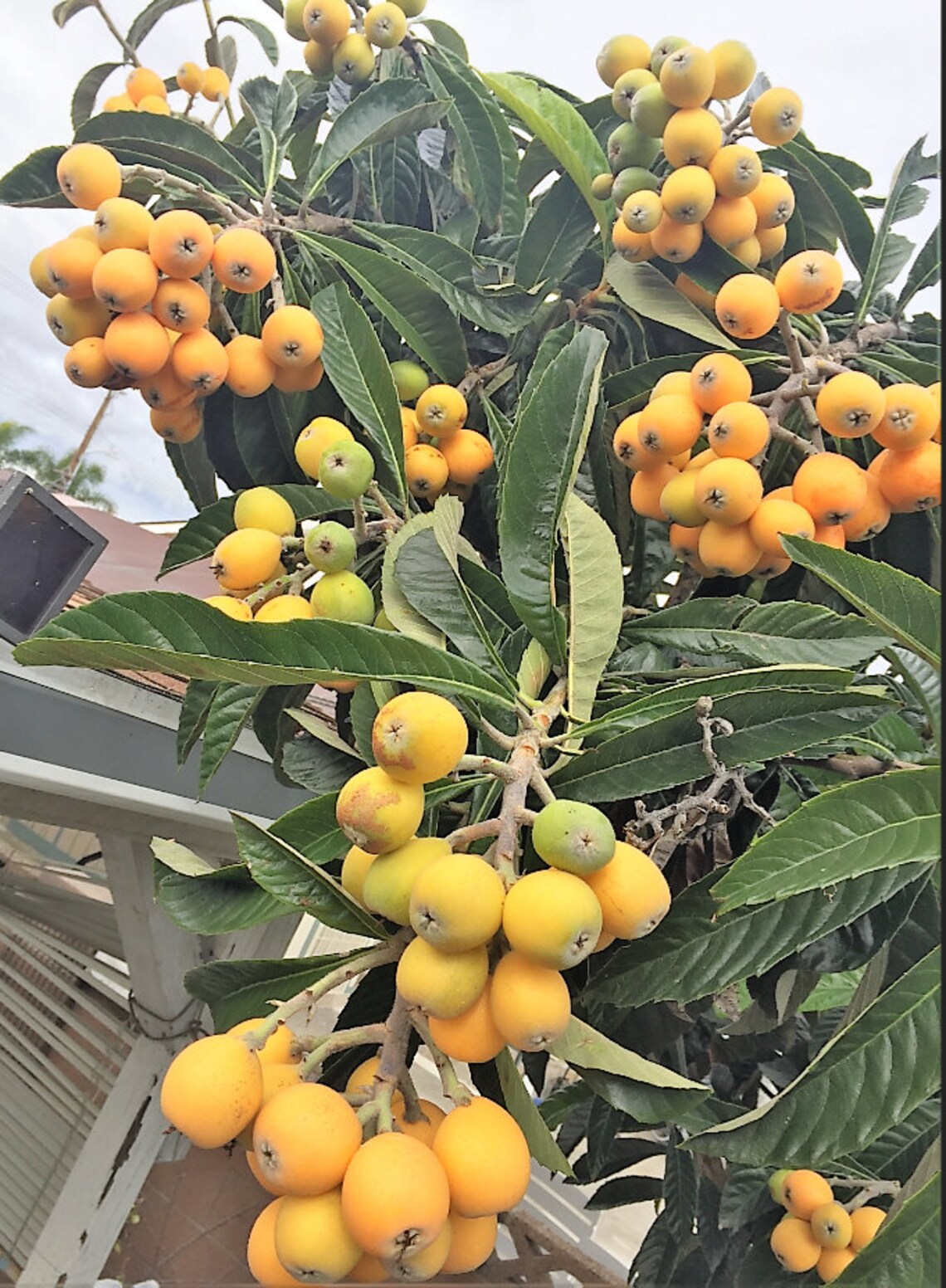 7 Set OF 3 Fresh Cutting Scion Wood Perennial Honey Etsy