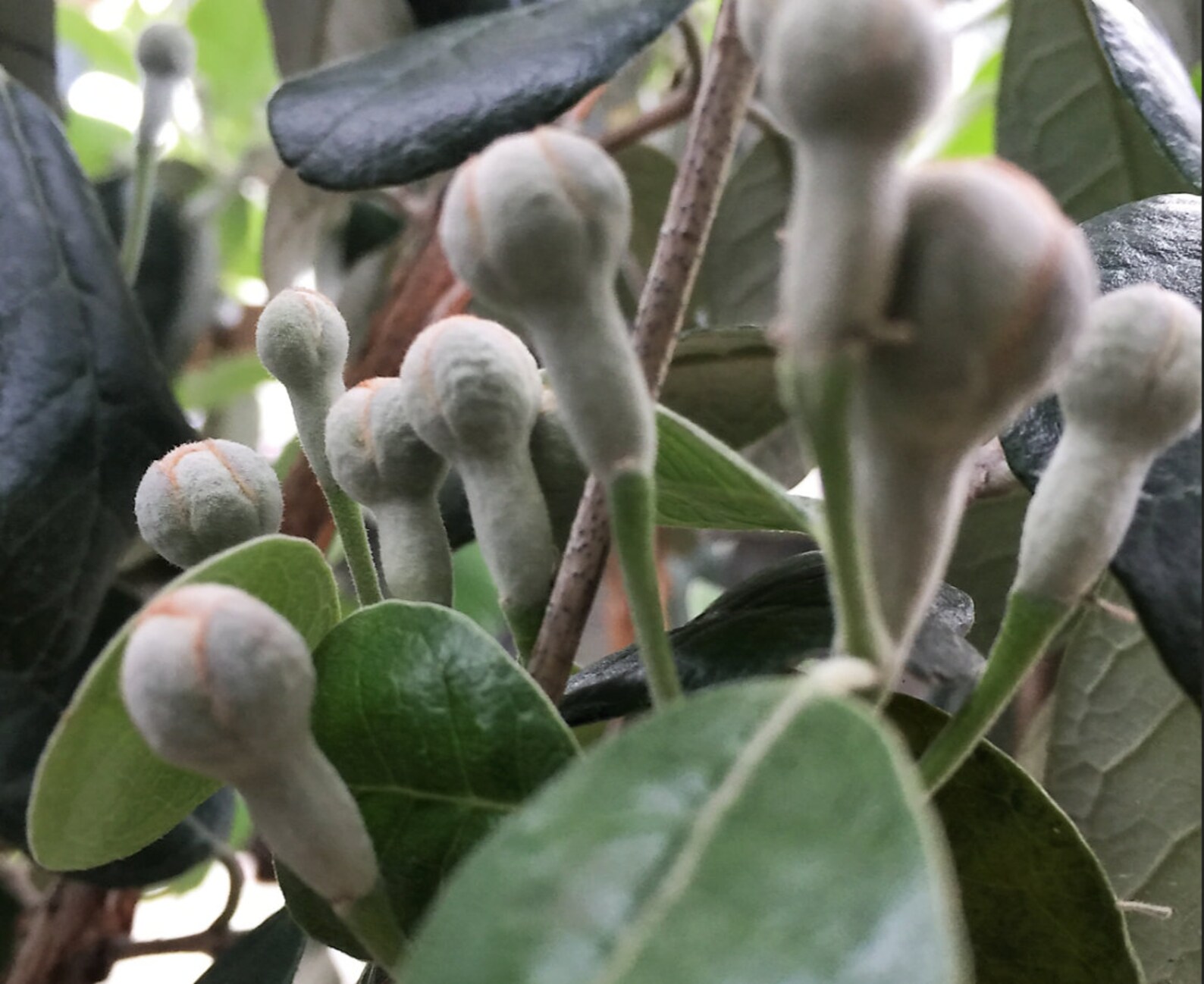 4 Fresh Pineapple Guava Tree Cuttings for Planting or Grafting Etsy