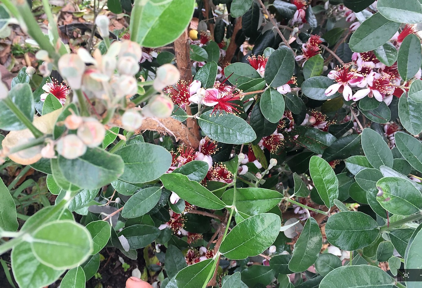 4 Fresh Pineapple Guava Tree Cuttings for Planting or Grafting Etsy