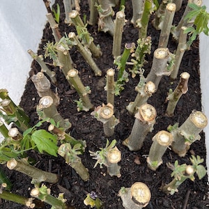 Easy Grow Rooted 7&quot; To 10&quot; Scion Wood 3 Cutting Cassava / Cay khoai mì