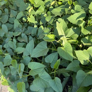 Puede incluir: Primer plano de plantas de batata. Las hojas verdes, en forma de corazón, son densas y bien iluminadas, revelando su textura. La imagen destaca el crecimiento natural de la planta.