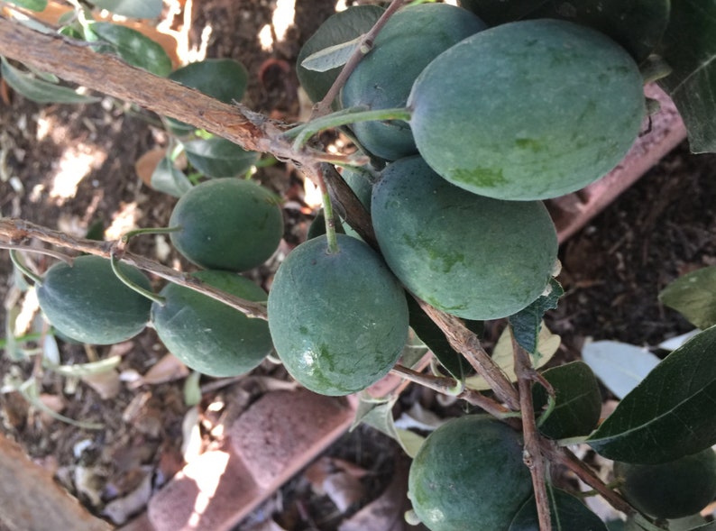 4 Fresh Pineapple Guava Tree Cuttings for Planting or Grafting Etsy