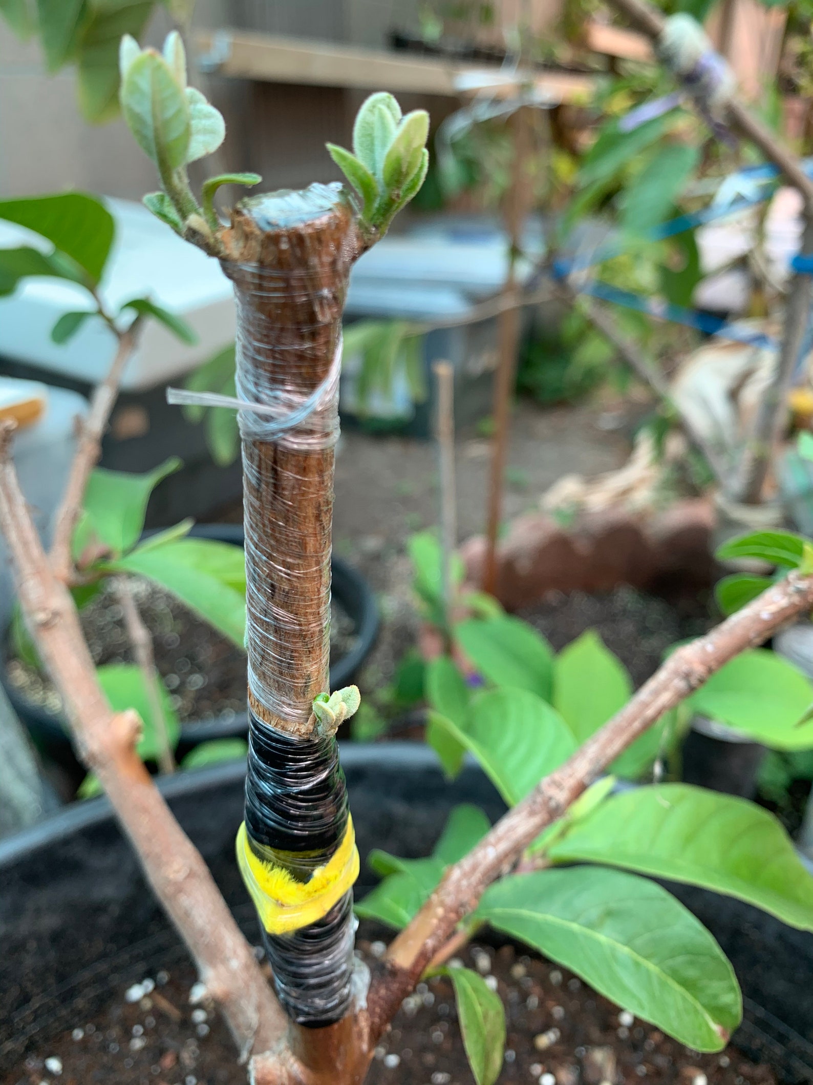 4 Fresh Pineapple Guava Tree Cuttings for Planting Or Graft Etsy