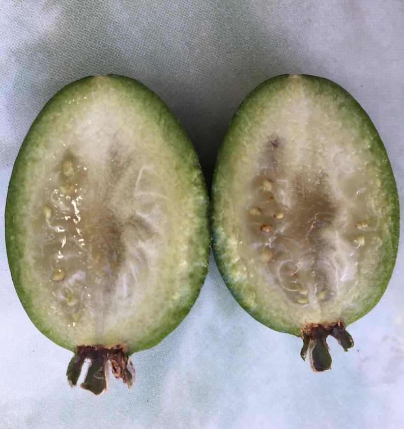 4 Fresh Pineapple Guava Tree Cuttings for Planting or Grafting Etsy