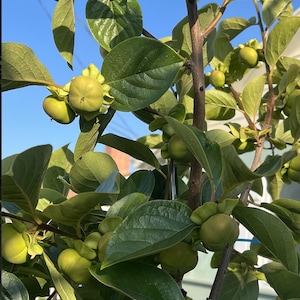 5 To 6" inches Starter Plant Japan Fuyu Persimmon Tree / cây hồng Japan