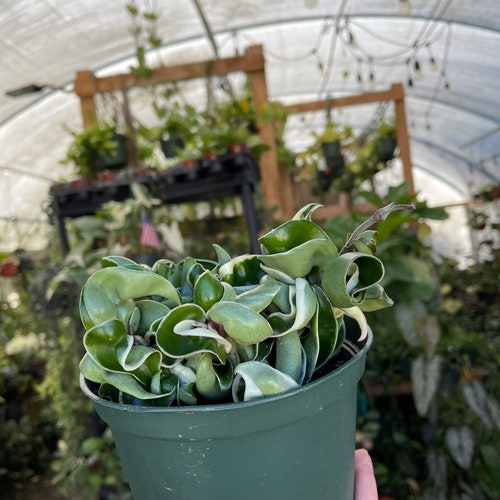 Hoya Compacta variegata rope hoya Hoya Hindu houseplant Indoor