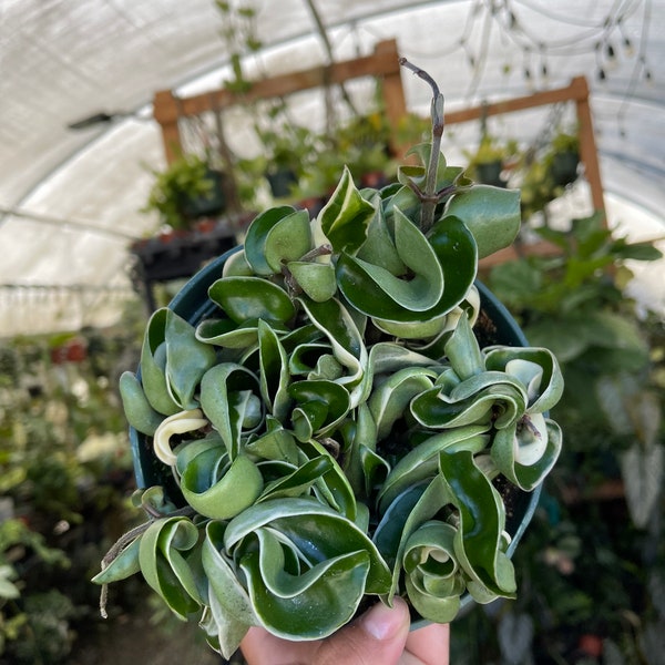 Hoya Compacta variegata | rope hoya| Hoya Hindu | houseplant | Indoor