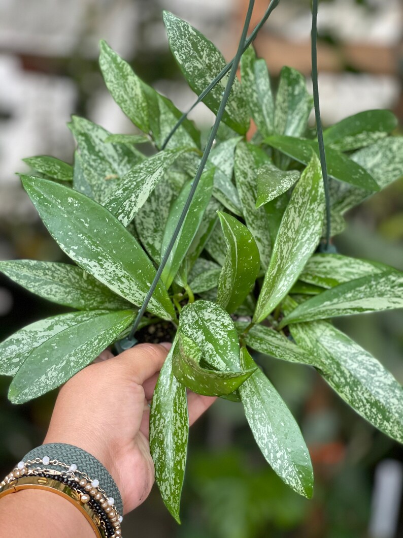 Hoya Pubicalyx SUPER SPLASH Extreme Splash Houseplant - Etsy