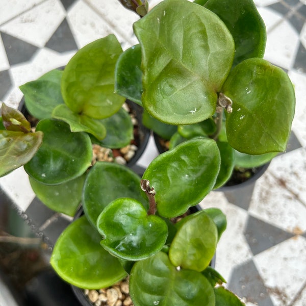 Hoya Chelsea | indoor houseplant