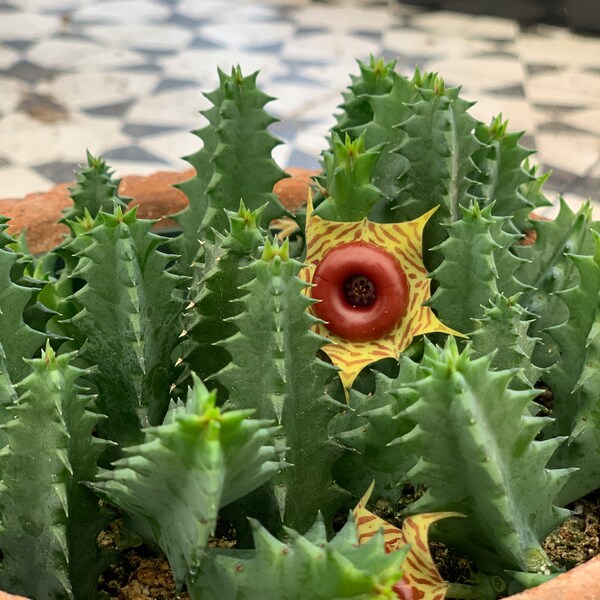 Huernia Insigniflora- Lifesaver cactus houseplant