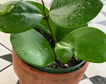 4” Hoya obovata Houseplant Wax Plant