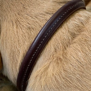 May include: Close-up of a brown leather dog collar with white stitching.