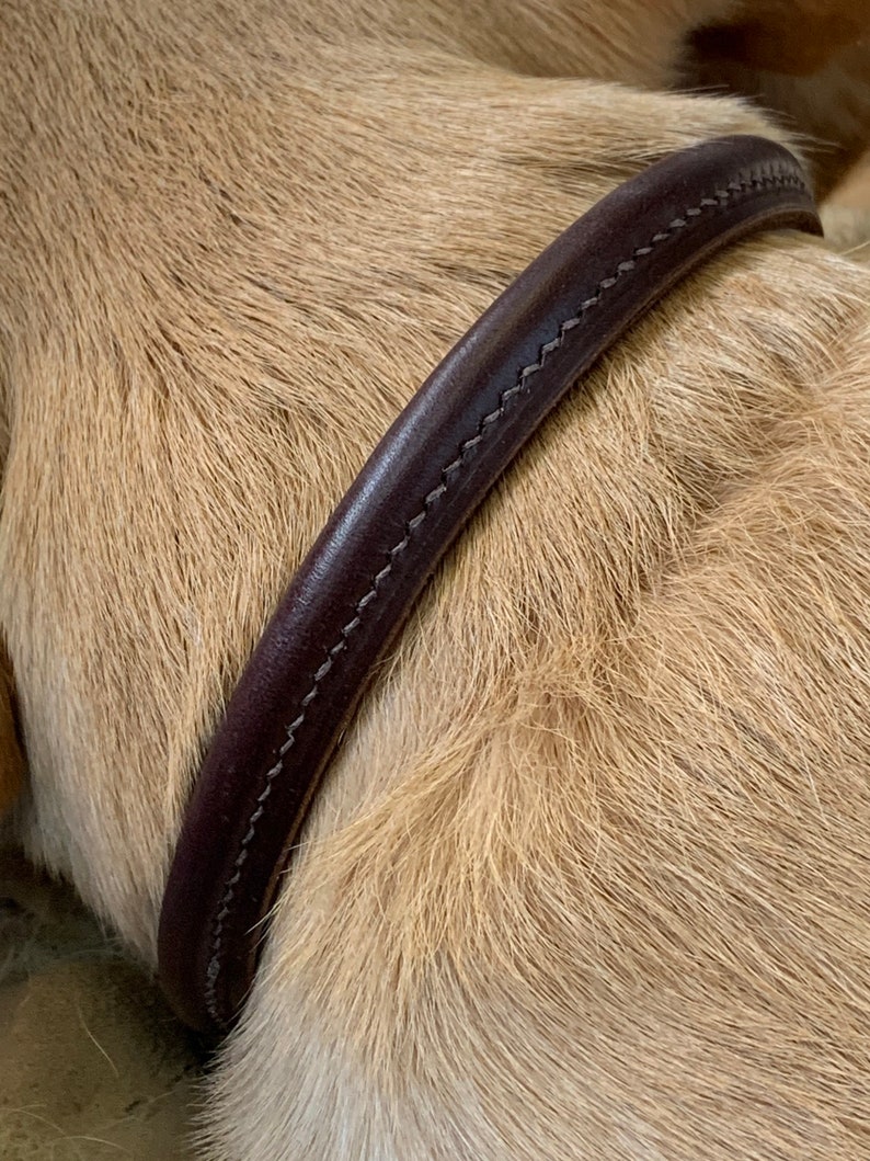 May include: Close-up of a brown leather dog collar with white stitching.