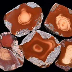 May include: Five polished rock slices featuring deep reddish-brown centers with concentric cream-colored circular patterns. Each stone has a rough, grey, and textured outer edge, showcasing natural mineral formations with distinct color variations.