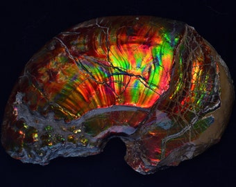 May include: A polished, iridescent ammonite fossil with a spectrum of colors including red, orange, yellow, green, and blue. The fossil's surface displays intricate patterns and cracks, set against a dark background.