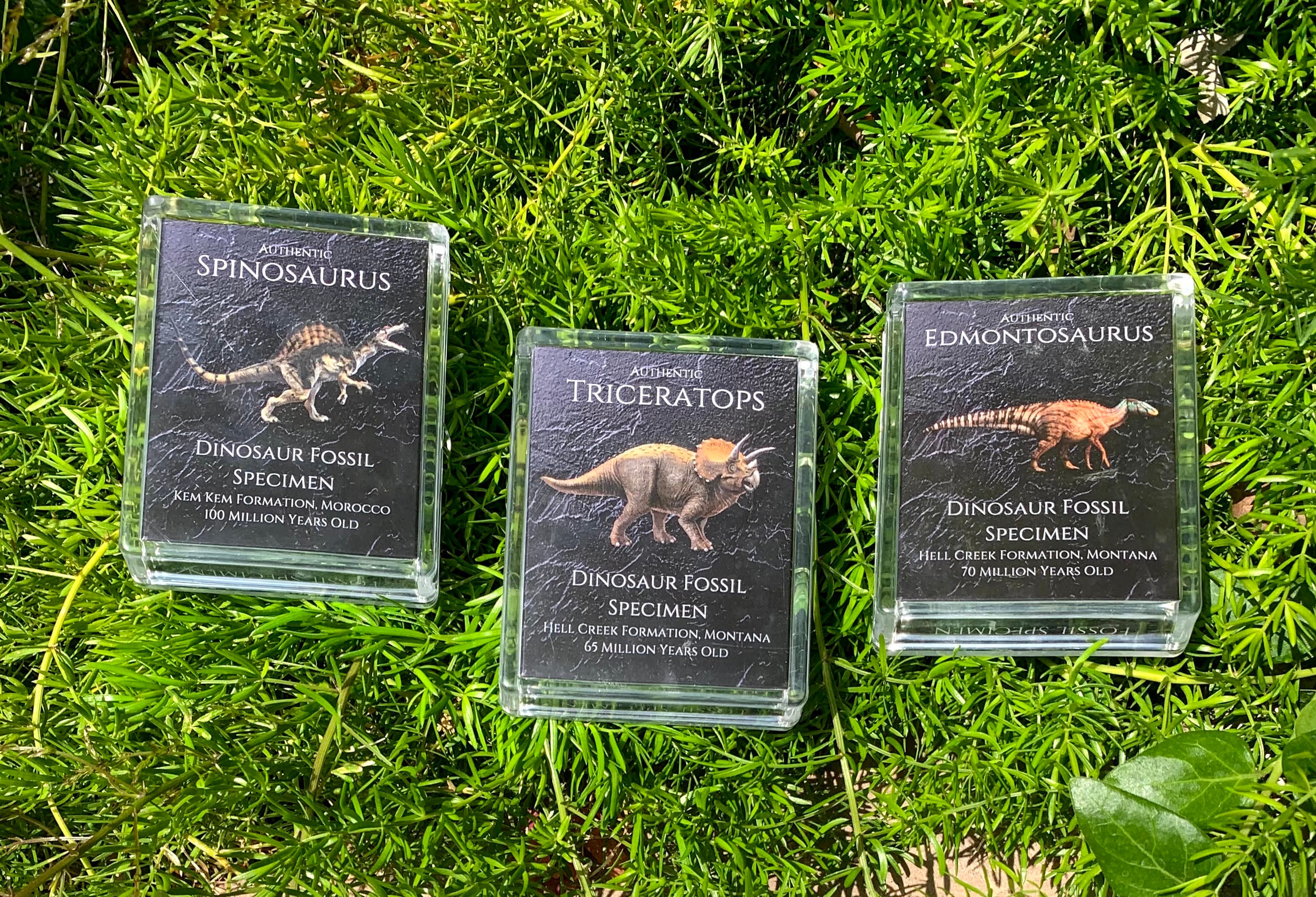 Dinosaur Bone Fossil Gift Set Fossil Display Archeology Etsy