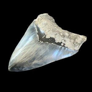 Dente de tubarão Megalodon autêntico | 5,5 polegadas | Fóssil Java Find