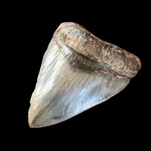 Dente de tubarão Megalodon autêntico | 5 polegadas | Fóssil Java Find