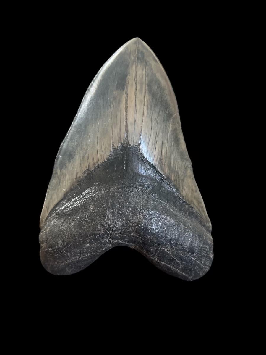 Authentic Megalodon Shark Tooth | 6 1/8 Inches | Java Fossil Find