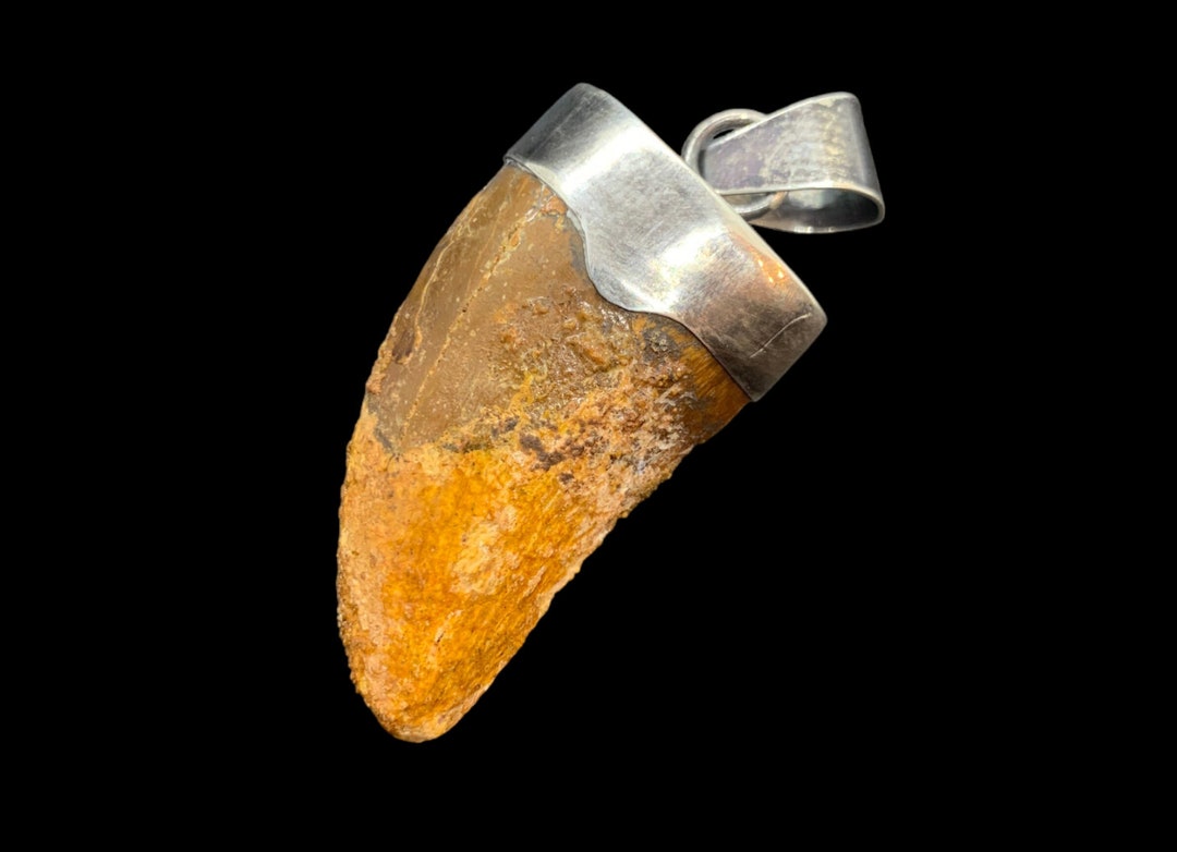 Genuine Dinosaur Tooth Pendant SU425 | Teeth jewelry, Pendant, Gem rock  auctions