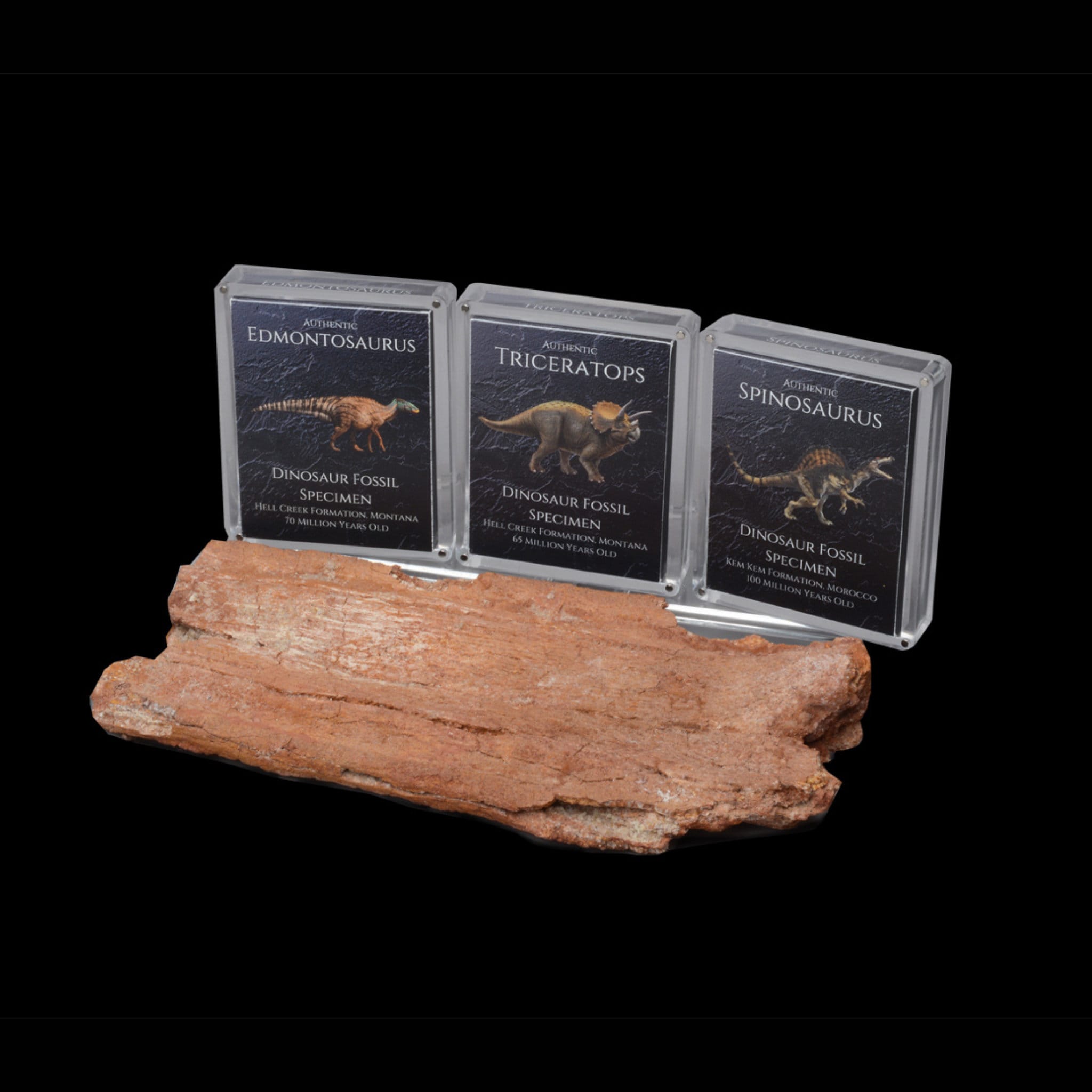 Dinosaur Bone Fossil Gift Set Fossil Display Archeology Etsy