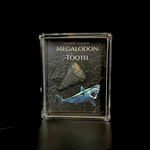 メガロドンの歯 | モササウルスの歯 | サメの歯の化石展示 | 化石ギフト