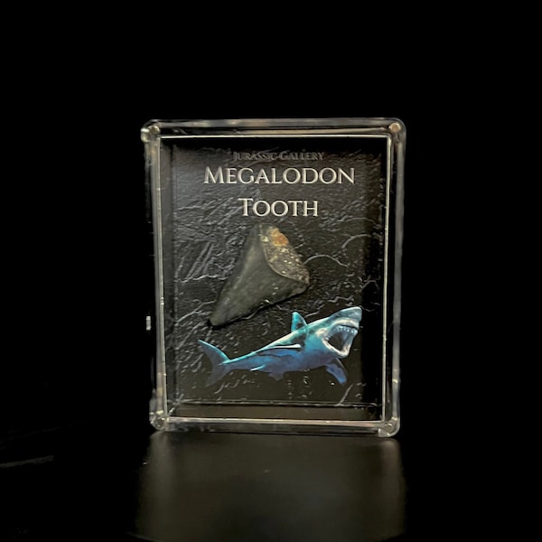 Shark Tooth Fossil | Megalodon Tooth | Mosasaur Tooth | Fossil Display | Archeology Gift | Fossil Specimen | Fossil Decor | Fossil Gift