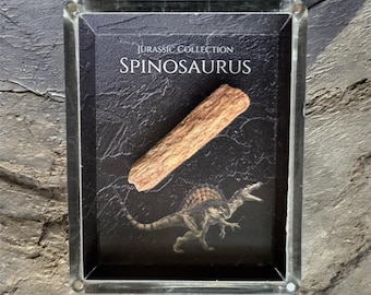 Może przedstawiać: Oprawiona ekspozycja z kolekcji Jurassic z Spinozaurem. Ekspozycja zawiera brązowy, teksturowany obiekt i ilustrację dinozaura. Tło jest czarne z fakturą przypominającą kamień.