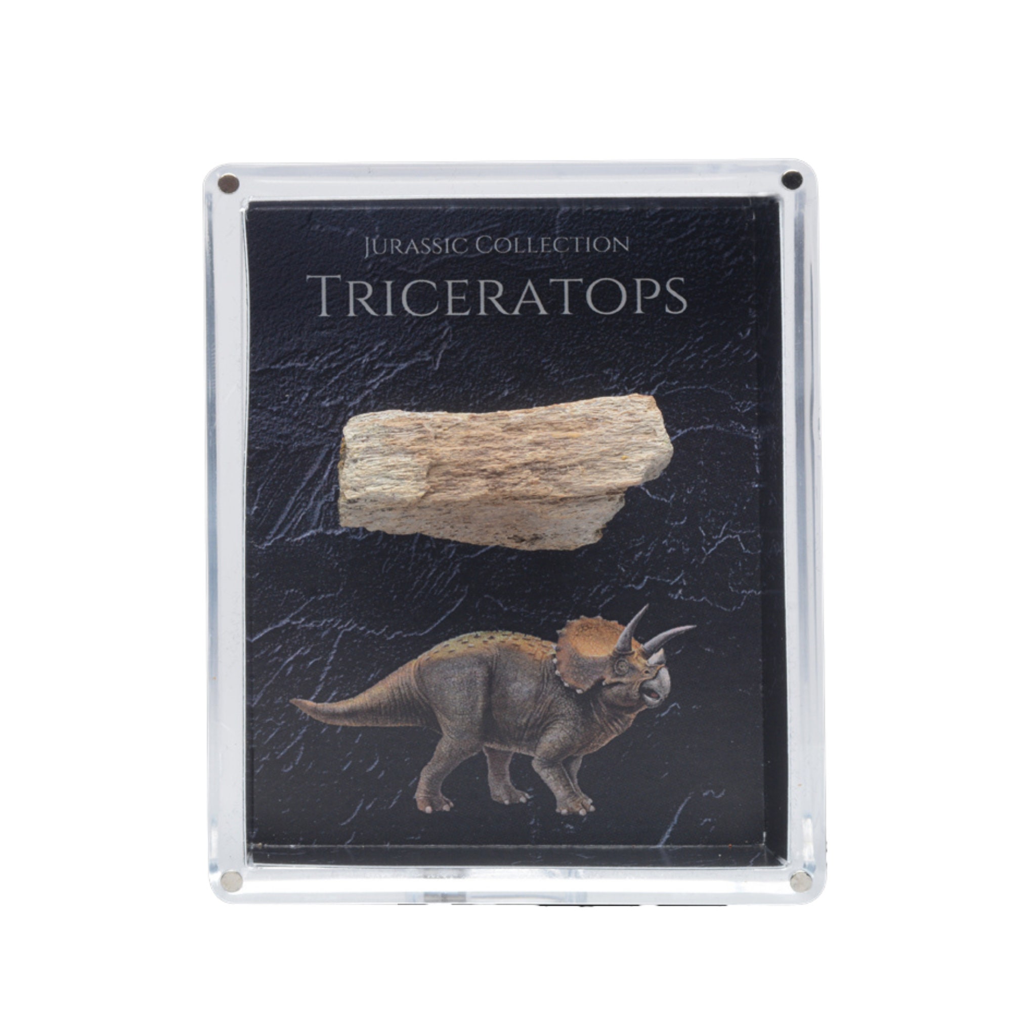 Dinosaur Bone Fossil Gift Set Fossil Display Archeology Etsy